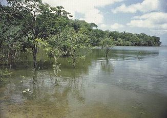 Der Río Japurá