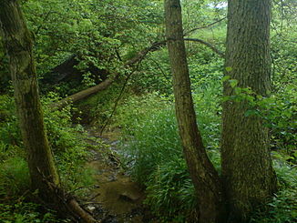 Der Kreßbach nahe bei Herbolzheim. Kein repräsentatives Bild für dessen Verlauf.