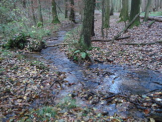 Der Krebsbach in der Nähe der Burgstall Randenburg im Alzenauer Oberwald