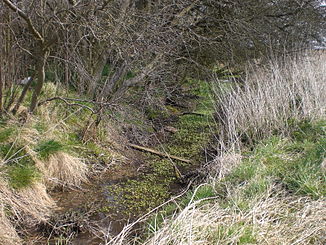 Pfingstwiesengraben nahe der Quelle