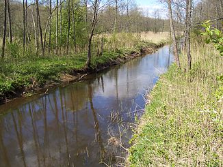 Die Narewka im Wald von Białowieża