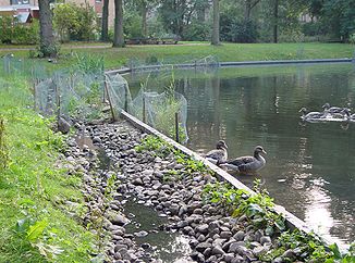 Im Von-Eicken-Park wird die Schillingsbek seitlich am Rückhaltebecken vorbei geführt.