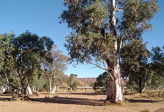 Trockenes Flussbett des Todd River, Alice Springs