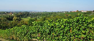 Blick von der Flörsheimer Warte zur Wickerbachaue mit den Weinbergen von Wicker und weiter hinten Massenheim