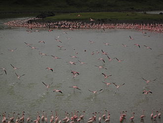 Flamingos am Großen Momella-See