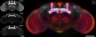 Drosophila melanogaster brain expression patterns.jpg