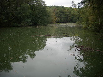 Kleiner Schinkensee nahe Forsthaus Siehdichum