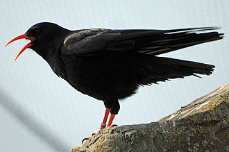Foto einer Alpenkrähe
