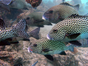 Harlekin-Süßlippe (Plectorhinchus chaetodonoides)