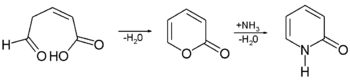 Synthese von 2-Pyridon durch Cyclisierung und Reaktion mit Ammoniak