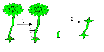 schirmalgen experiment