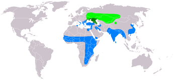 hellgrün:Brutgebiet, blau:Winterquartier, dunkelgrün:ganzjähriger Aufenthalt
