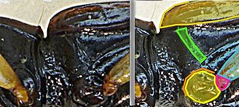 Paranchus albipes detail2.jpg