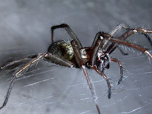 Hauswinkelspinne (Tegenaria domestica)