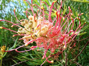 Blüte der „Grevillea juncifolia“