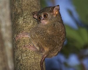 Sulawesi-Koboldmaki (Tarsius tarsier)