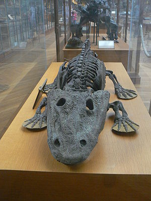 Skelett von Eryops megacephalus im Muséum national d'histoire naturelle
