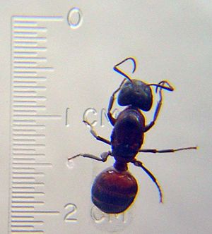 Königin einer Rossameise (Camponotus spec.)