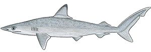 Atlantischer Scharfnasenhai (Rhizoprionodon terraenovae)