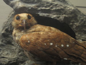 Fettschwalm(Präparat im Field Museum of Natural History)