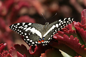 Papilio demodocus