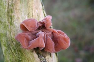 Judasohr (Auricularia auricula-judae)