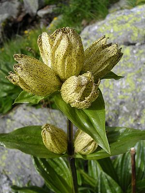 Tüpfel-Enzian (Gentiana punctata)