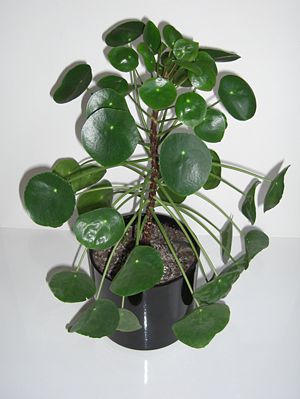 Pilea peperomioides