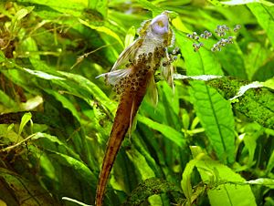 Sturisoma festivum Männchen mit Gelege an einer Aquariumscheibe