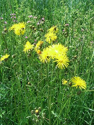 Wiesen-Pippau (Crepis biennis)