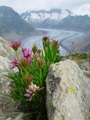 Westalpen-Klee (Trifolium alpinum)