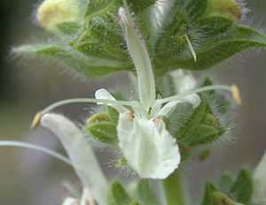 Blüte des Österreichischen Salbeis (Salvia austriaca)