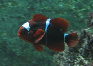 Samtanemonenfisch (Amphiprion biaculeatus)