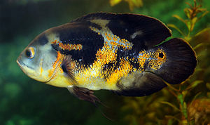 Pfauenaugenbuntbarsch (Astronotus ocellatus)