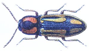 Kreuzschnellkäfer (Selatosomus cruciatus)