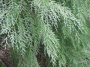 Leyland-Zypresse (Cupressus × leylandii)