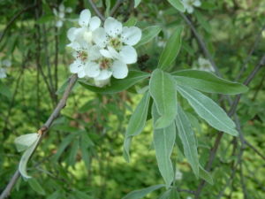 Weidenblättrige Birne  (Pyrus salicifolia 'Pendula'), Blüten und die weidenähnlichen Blätter.