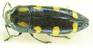 Variabler Prachtkäfer(Ptosima undecimaculata undecimaculata)