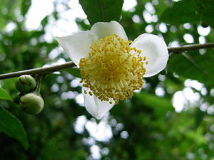 Blüte eines Teestrauchs (Camellia sinensis)