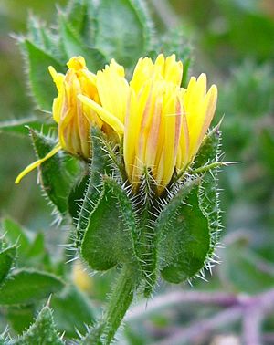 Natternkopf-Bitterkraut (Picris echioides)