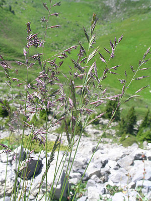 Rot-Schwingel (Festuca rubra)