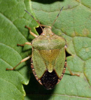 Grüne Stinkwanze (Palomena prasina), Imago