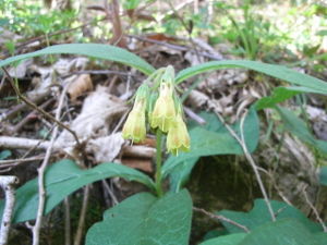 Knoten-Beinwell (Symphytum tuberosum)