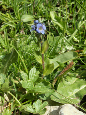 Alpen-Ehrenpreis (Veronica alpina)