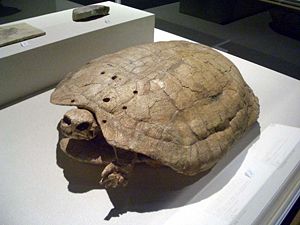 Fossil einer Tabascoschildkröte im Hong Kong Science Museum