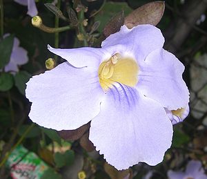 Blüte der Thunbergia grandiflora