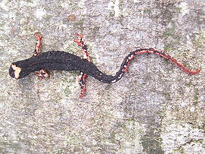 Salamandrina terdigigata