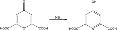 Reaktion von Chelidonsäure mit Ammoniak
