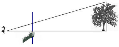 Grafik des Prinzips der Bestimmung einer Baumhöhe mittels eines Stocks, wie sie von Baumarbeitern ausgeführt wird