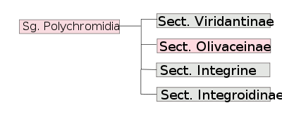 Polychromidia of Romagnesi.svg